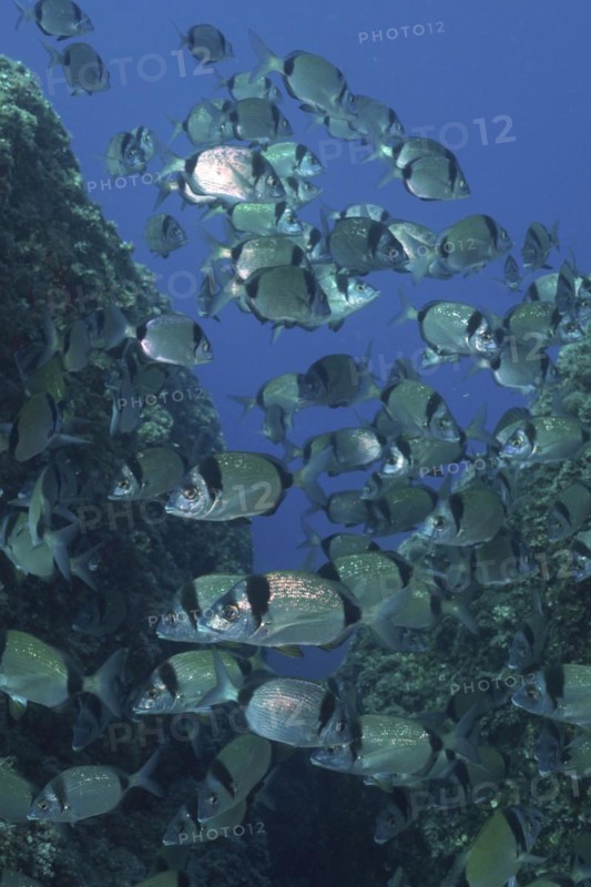 Group