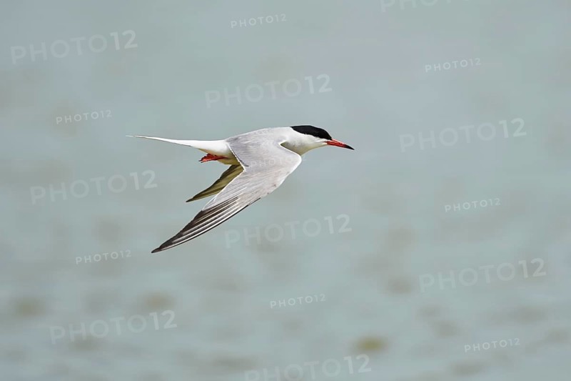 Elegant tern