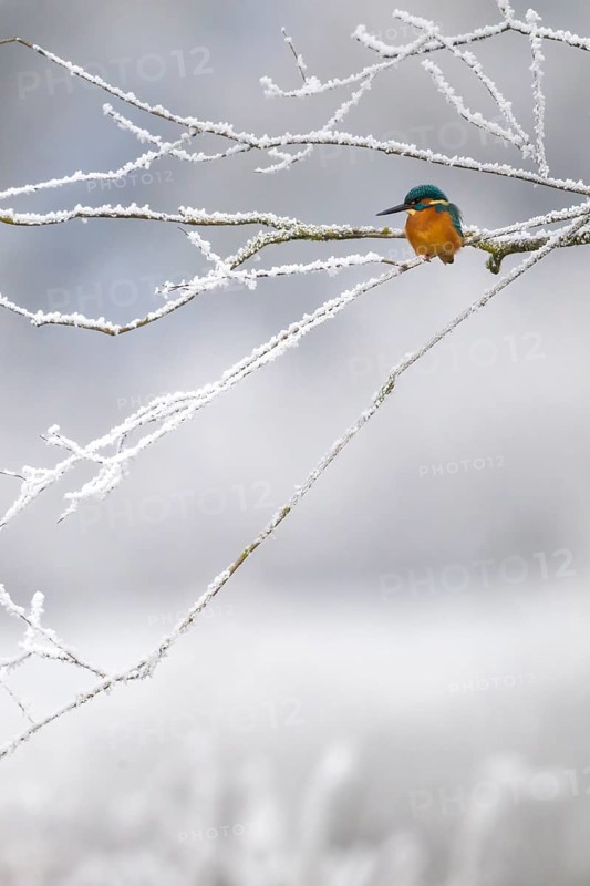 Common kingfisher