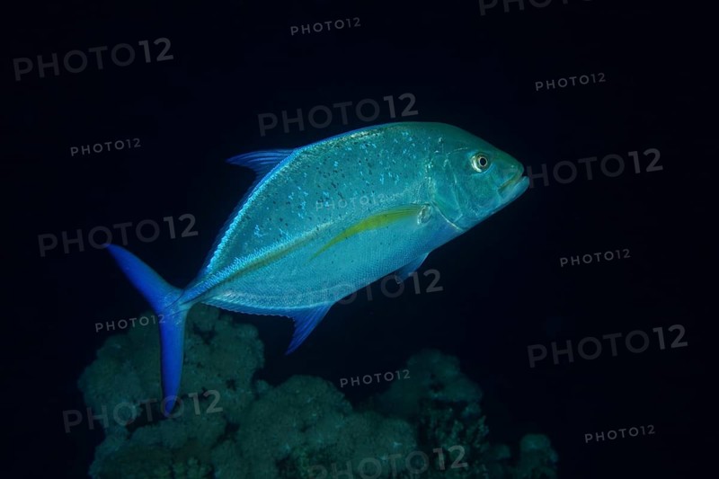 Hunting bluefin trevally