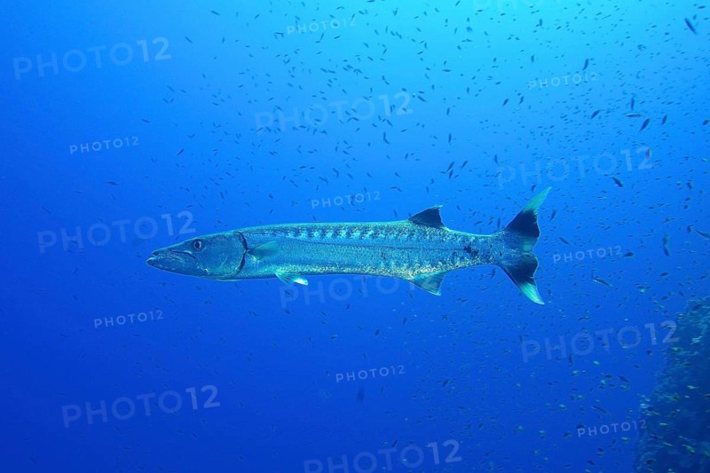 Large great barracuda