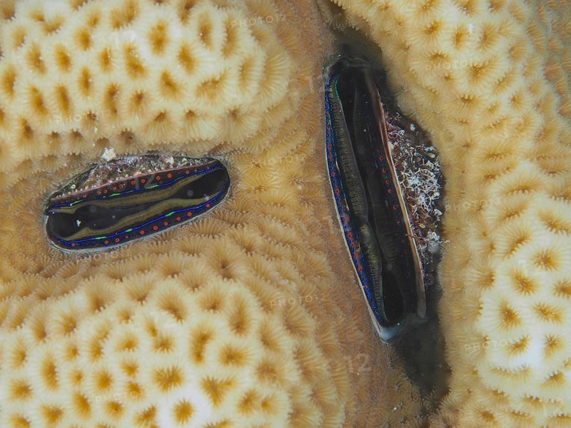 Two coral comb mussels