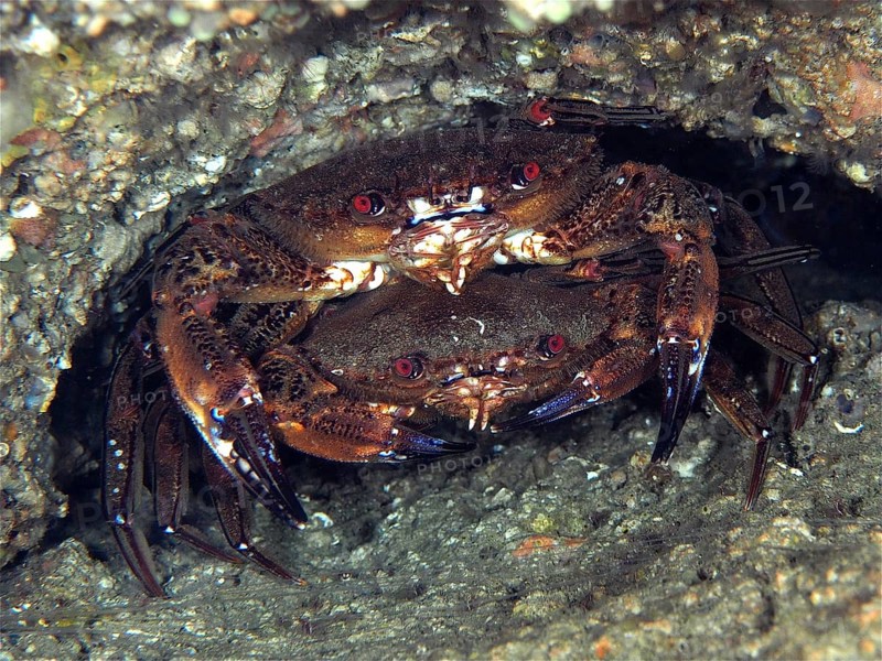 Pair of velvet crab