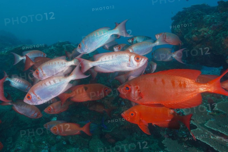 Group of common bigeye