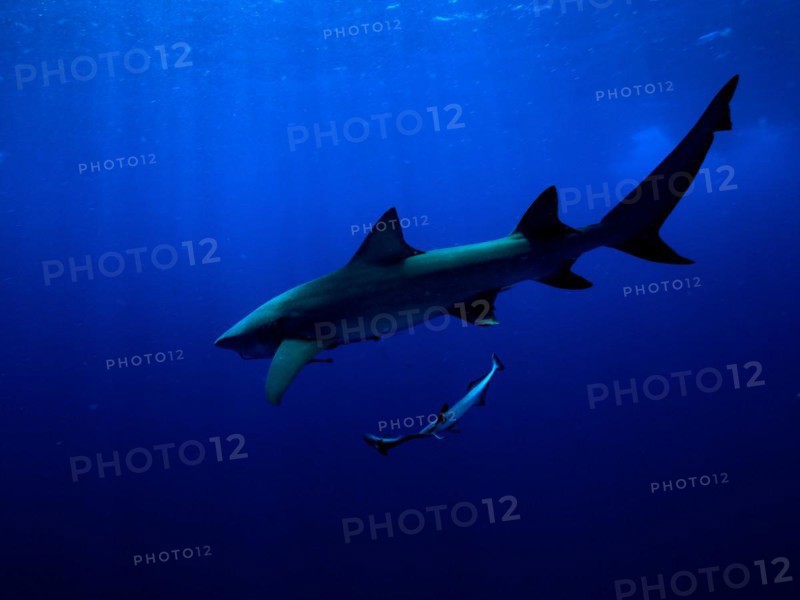 Lemon shark