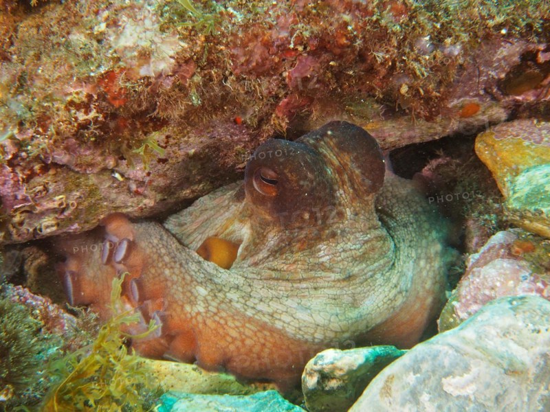 Common octopus