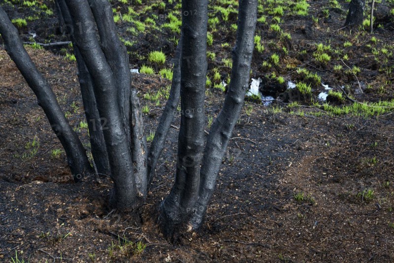 Moor fire
