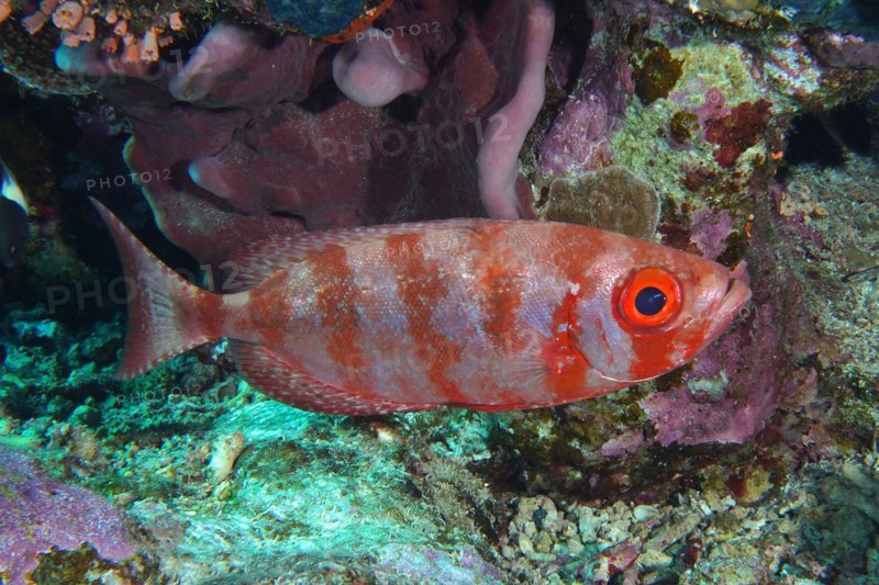 Common bigeye
