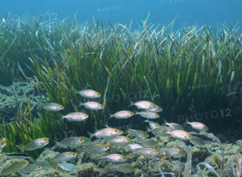 Shoal