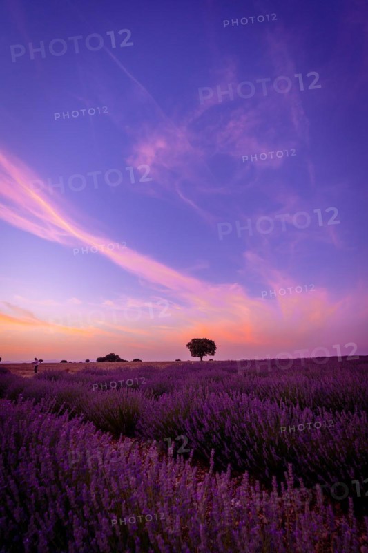 Sunset in a lavender field with a purple sky