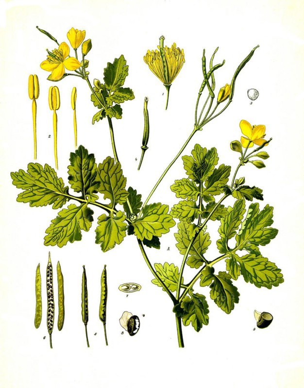 Medicinal plant