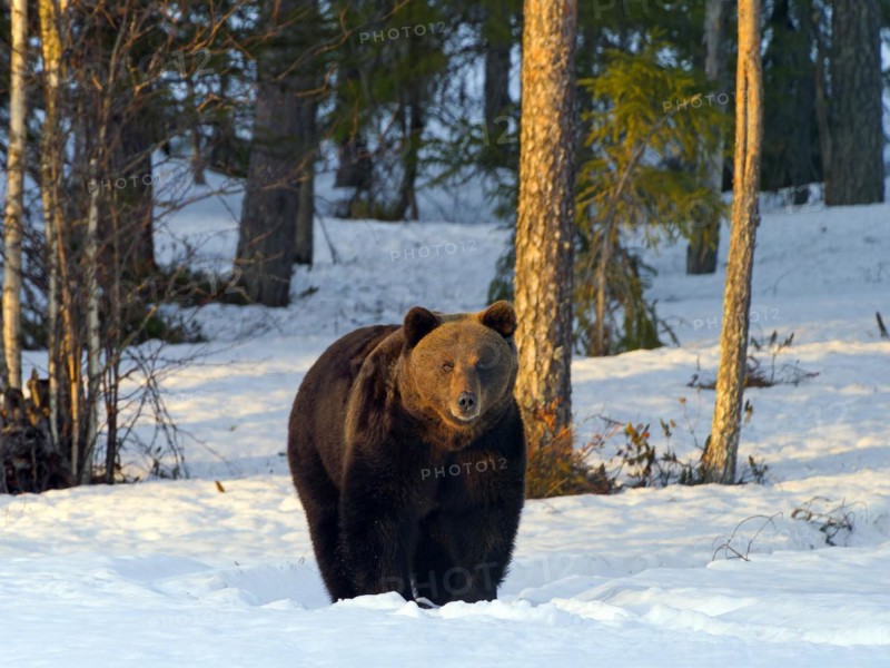 European brown bear