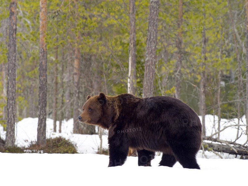 European brown bear