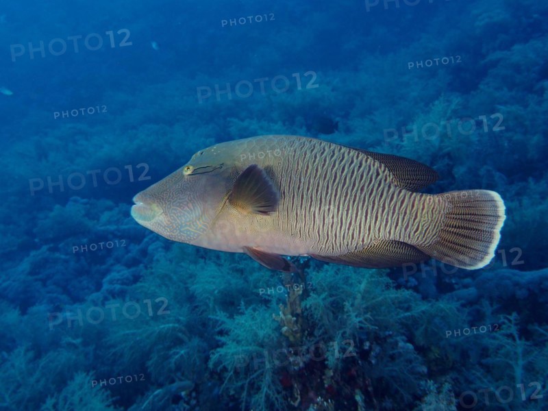 Humphead wrasse