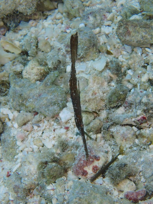 Robust ghost pipefish