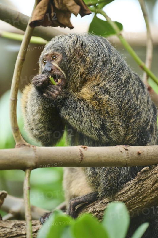 White-faced saki