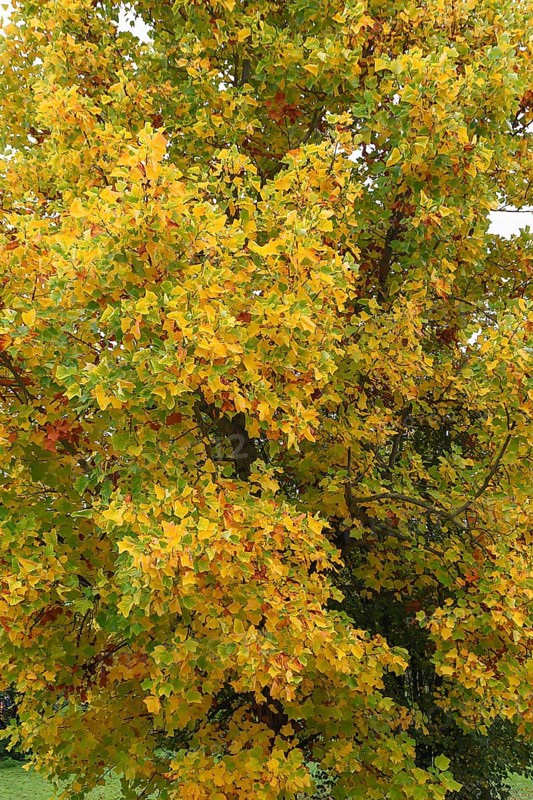 Autumn tulip tree