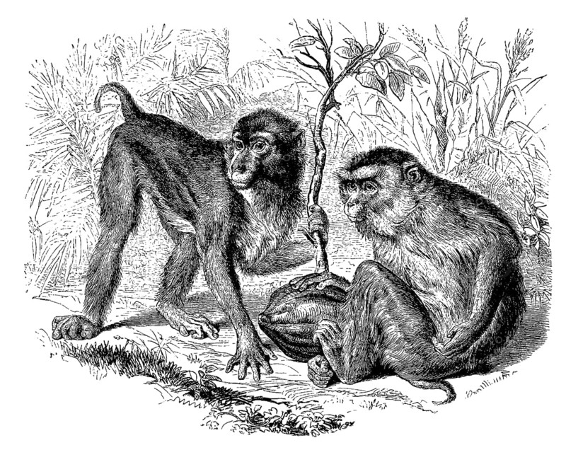 Southern pigmy monkey