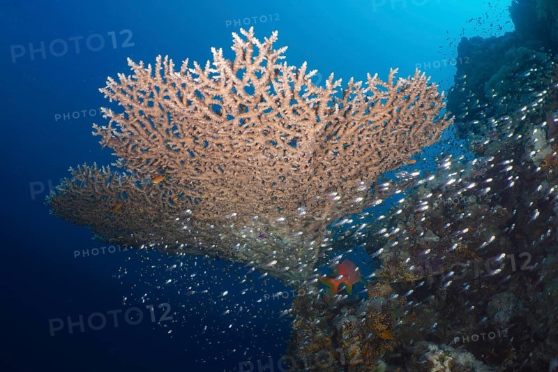 Pharaoh's antler coral