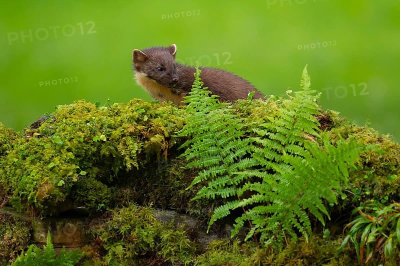 Pine marten