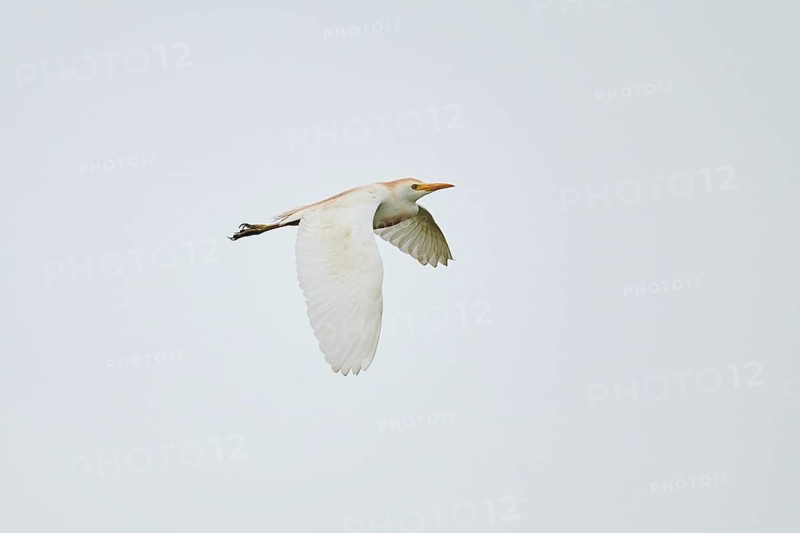 Cattle egret