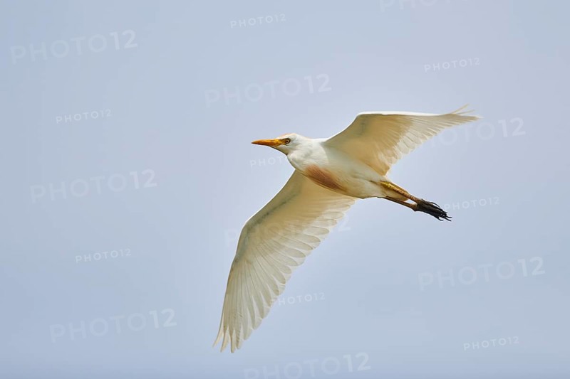 Cattle egret