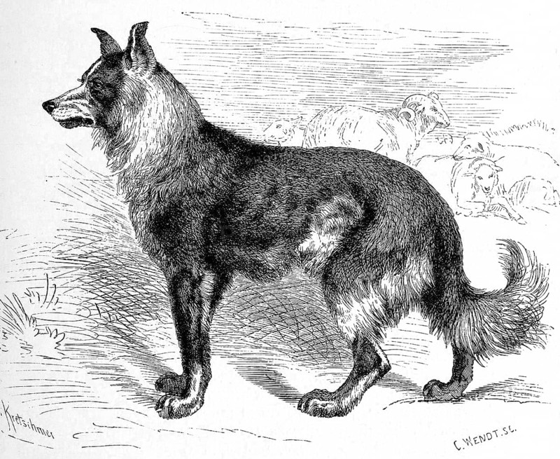 Dog