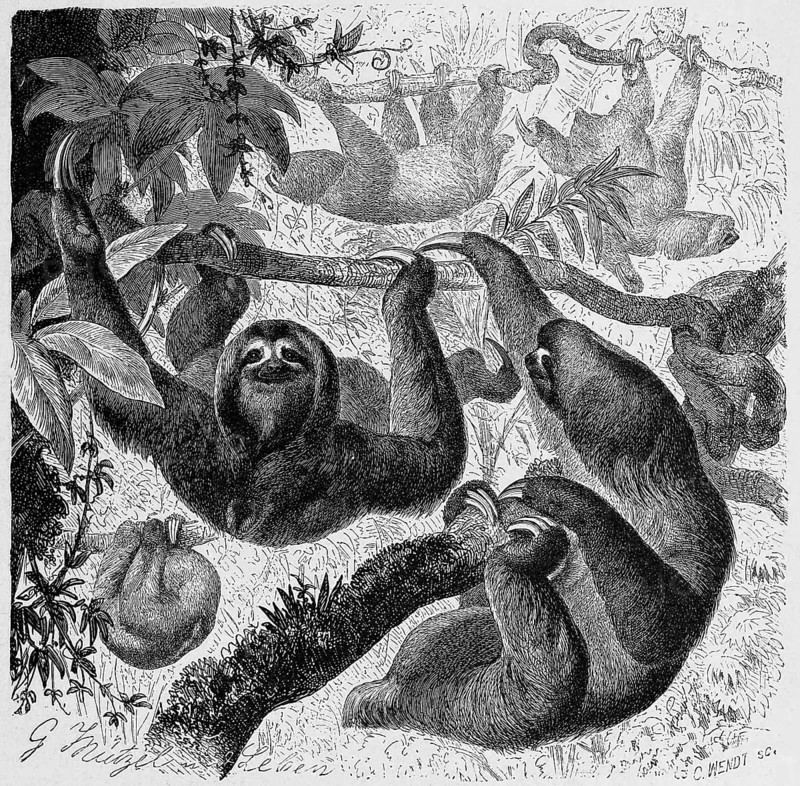 White-throated sloth or Ai