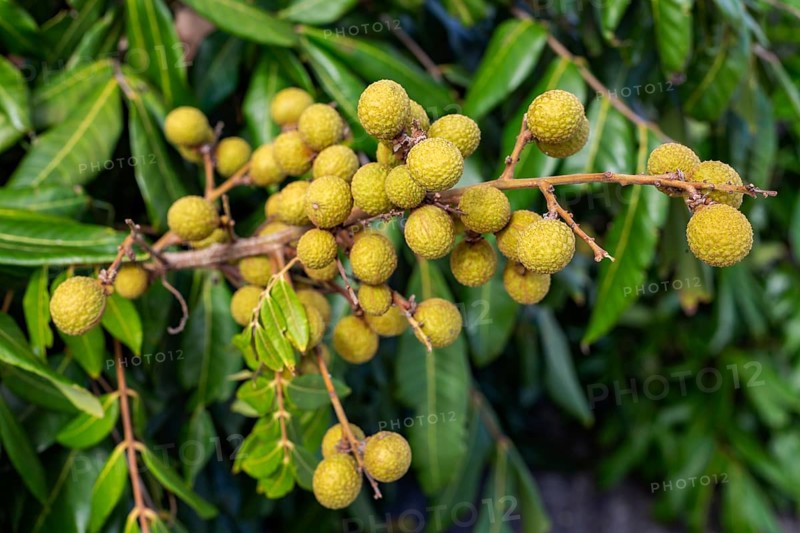 Longan