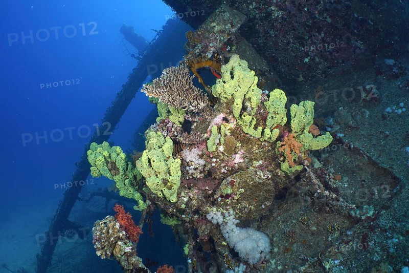 Yellow sponges