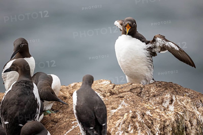 Common Guillemot