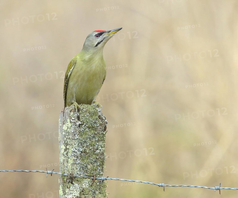 Grey-headed woodpecker