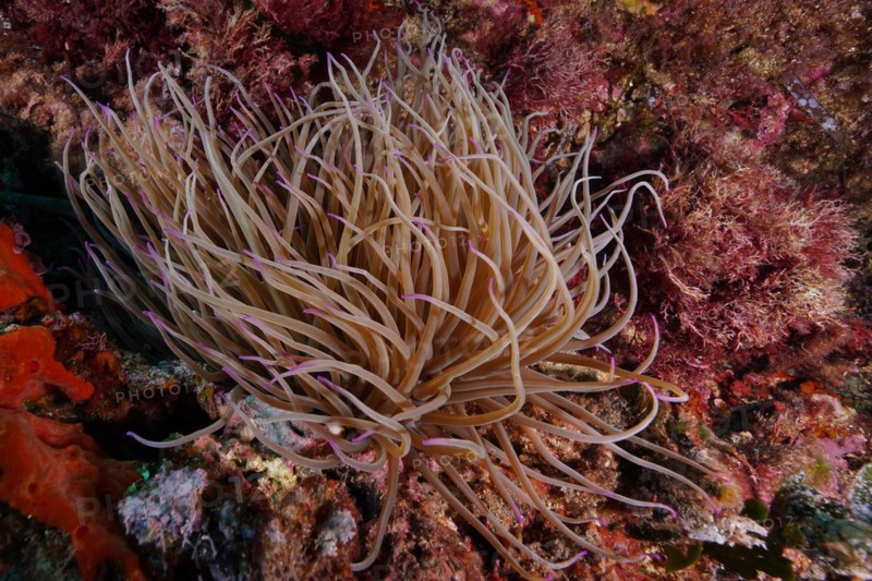 Opelet anemone