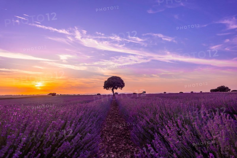 Lavender field at sunset with purple flowers