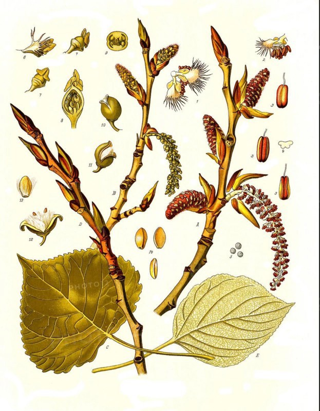 Medicinal plant
