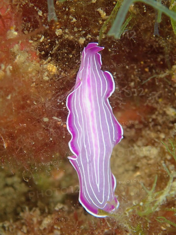 Pink flatworm