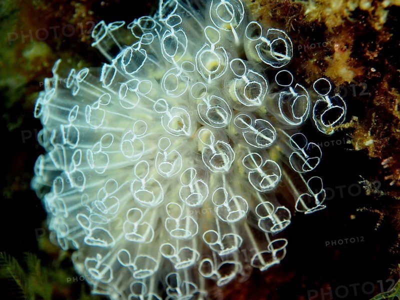 Translucent sea squirt