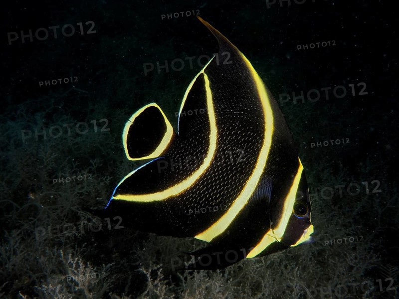Juvenile French angelfish