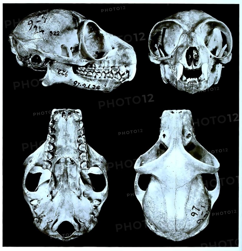 Skull bone