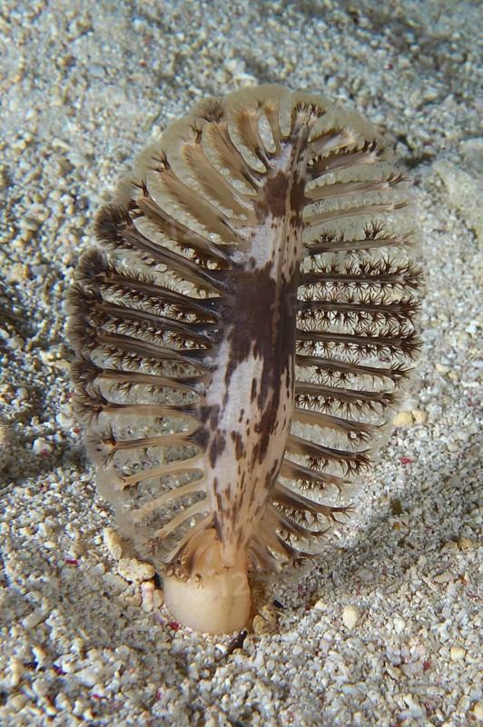 The dark sea feather