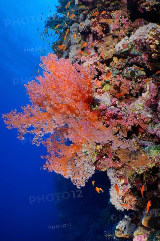 Hemprich's Tree Coral