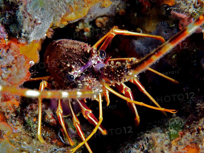 European spiny crayfish
