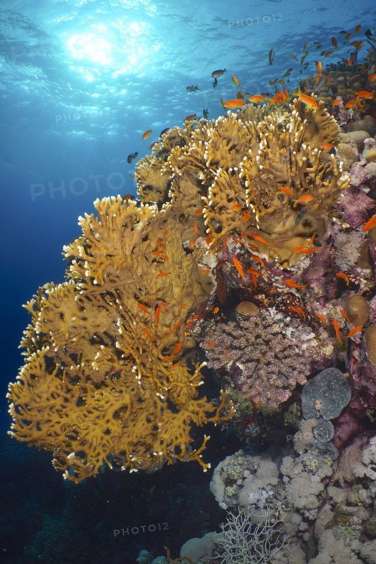 Net fire coral