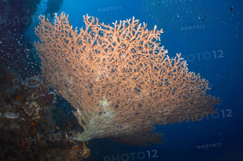 Pharaoh's antler coral