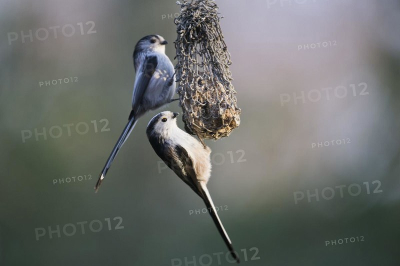 Long-tailed tit