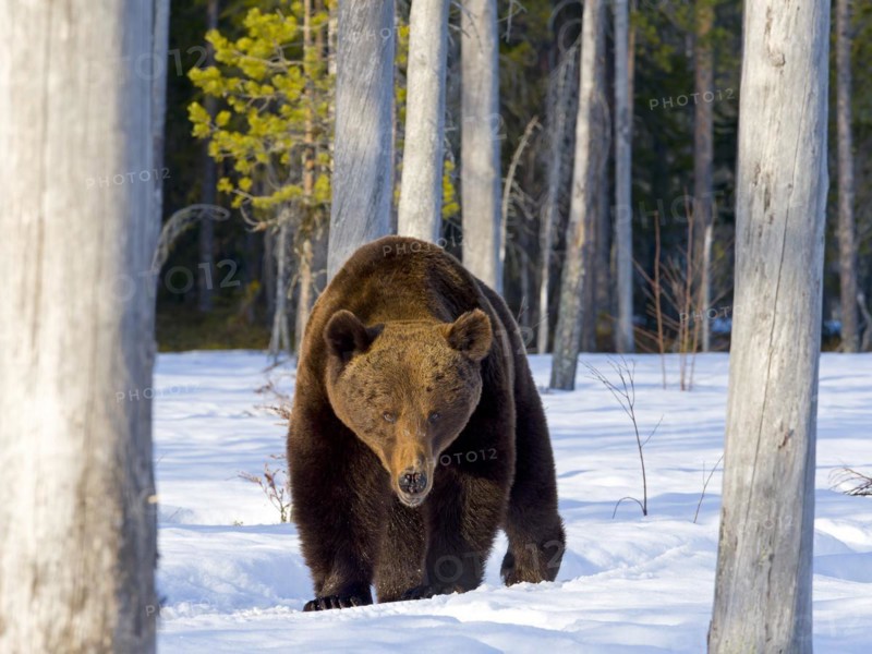 European brown bear