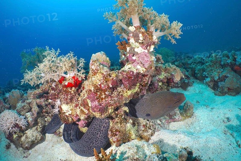 Giant Moray