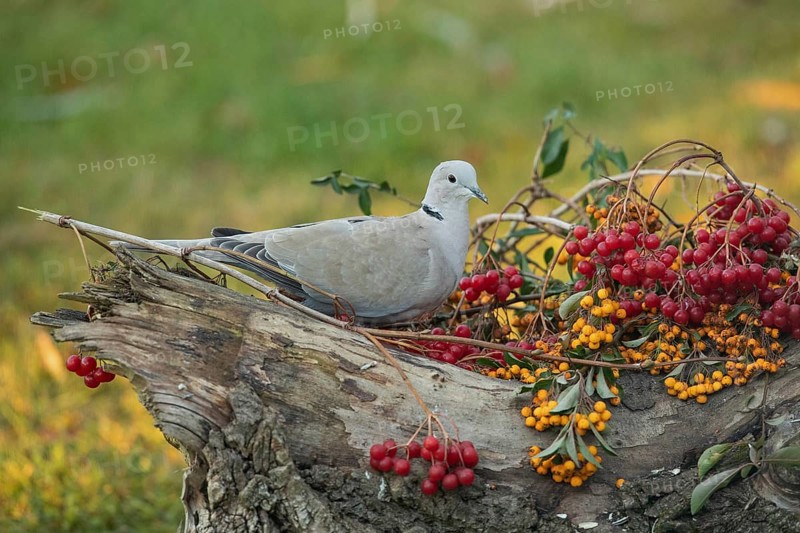 Eurasian Collared Dove sitting on tree stump with yellow and red berries seen on the right