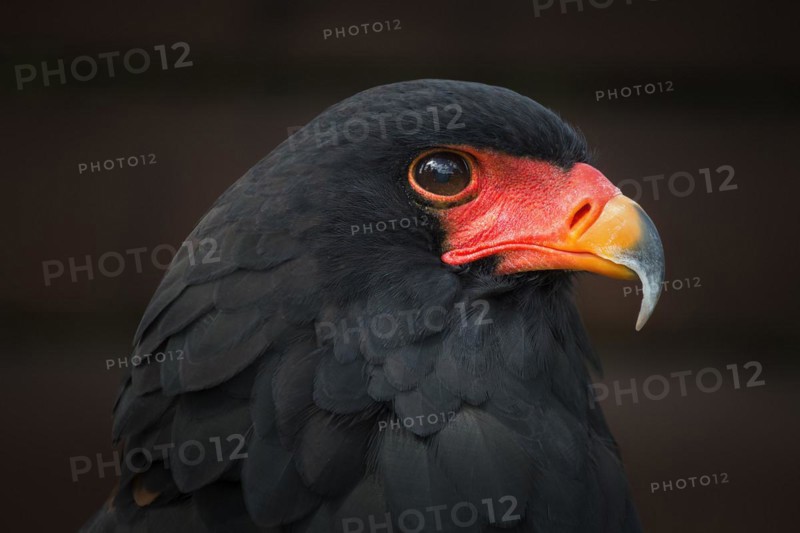 Bateleur