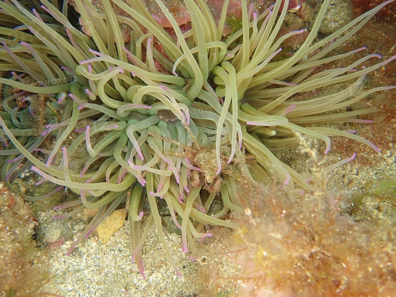Long-legged ghost crab